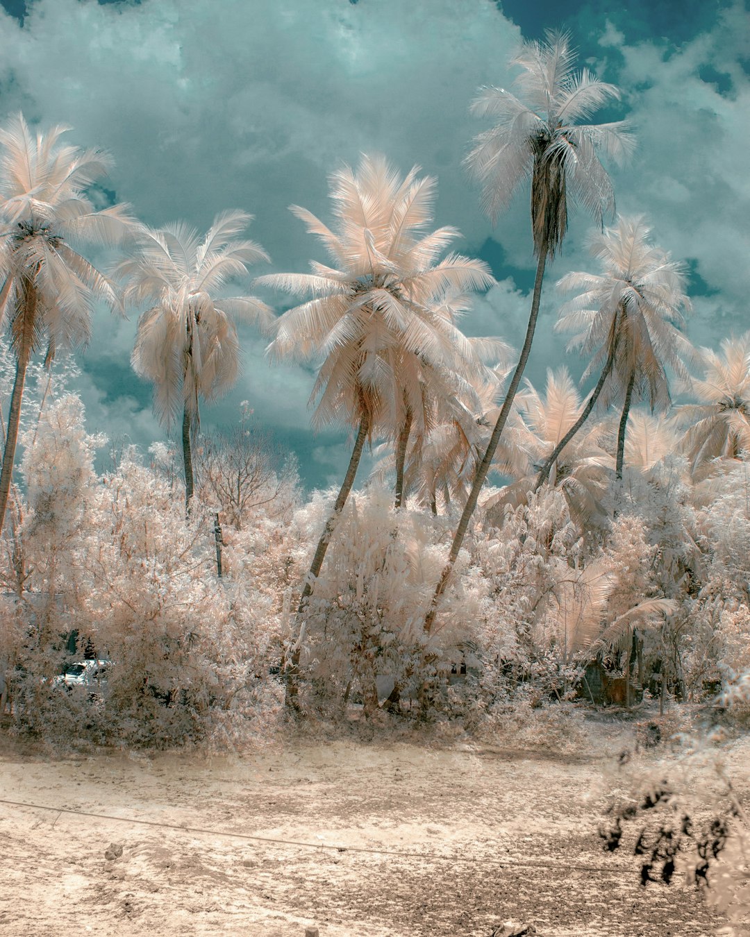 a series of photos of a forest with trees.